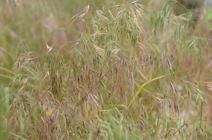 Picture of cheatgrass
