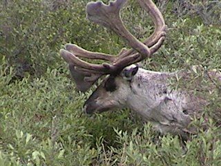 Picture of caribou