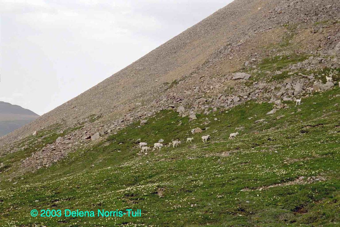 Picture of Dall sheep in the Alaska National Wildlife Refuge